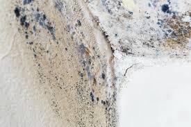 Best Commercial Mold Inspection  in Wailuku, HI